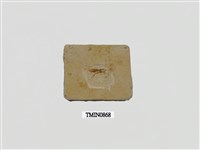 藏品(白堊紀蜉蝣化石)的圖片